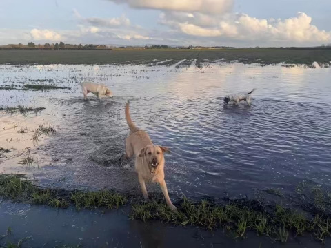 happy dogs walking in water