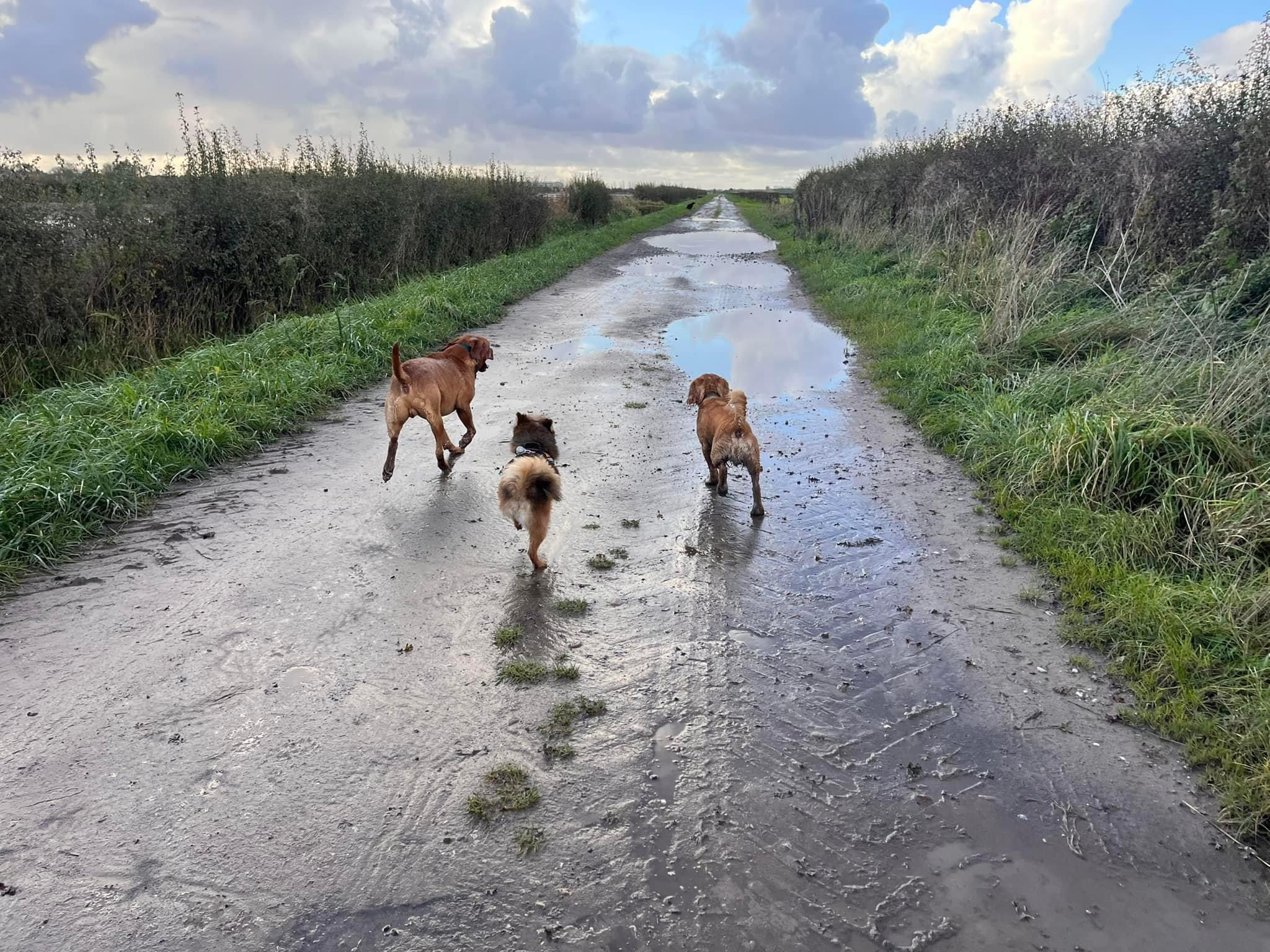 three dogs walking together in the countryside